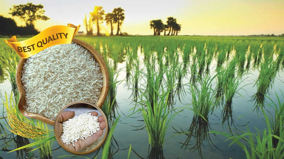 Best quality rice grains in wooden bowls with rice field background